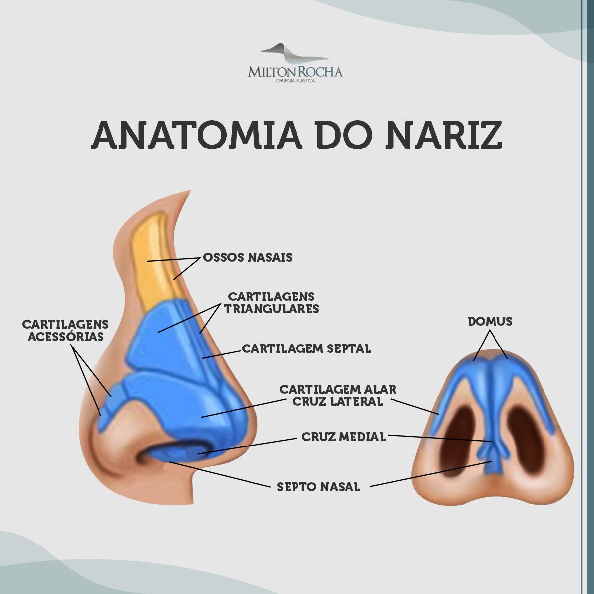 No momento, você está visualizando Cirurgia Plástica Recife – Anatomia do nariz